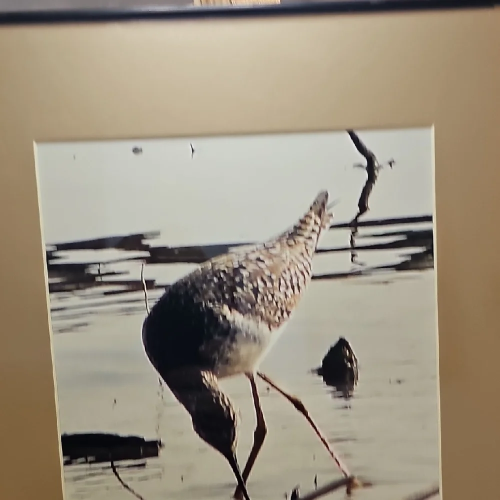 Pair Of Framed Wildlife Art Prints - Deer And Crane.